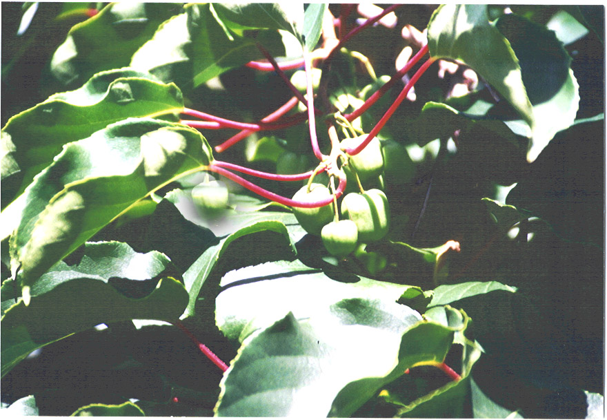 kiwi berries